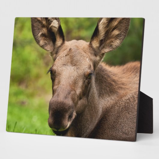 nieuwsgierig Moose Fotoplaat (Zijkant)