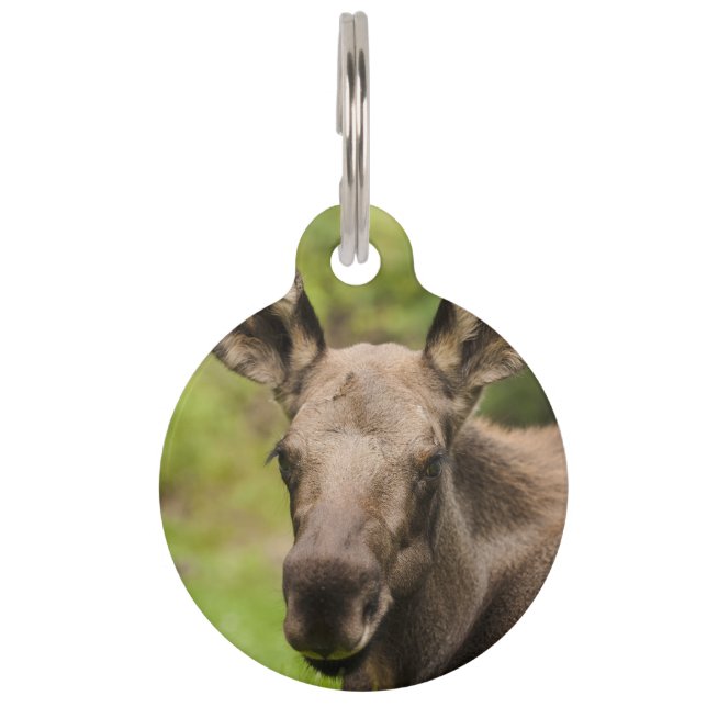nieuwsgierig Moose Huisdierpenning (Voorkant)