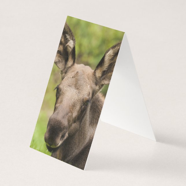 nieuwsgierig Moose Kaart (Achterkant)