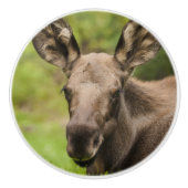 nieuwsgierig Moose Keramische Knop (Voorkant)