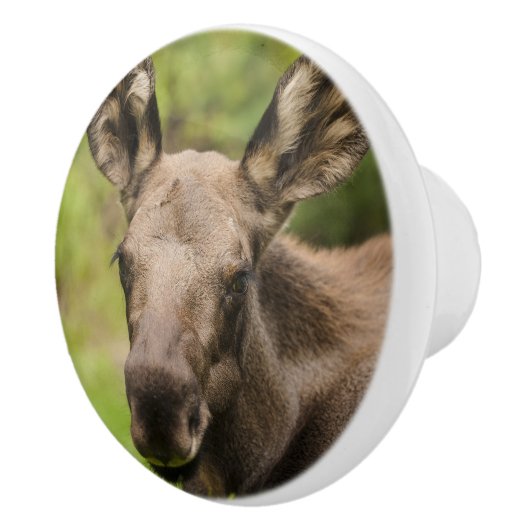 nieuwsgierig Moose Keramische Knop (Rechts)