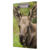 nieuwsgierig Moose Klembord (Links)