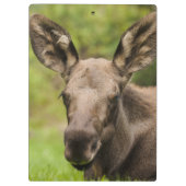 nieuwsgierig Moose Klembord (Achterkant)
