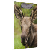 nieuwsgierig Moose Klembord (Rechts)