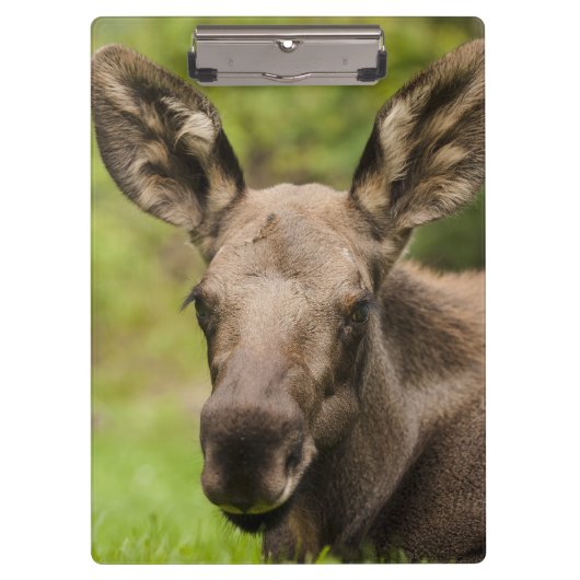nieuwsgierig Moose Klembord (Voorkant)