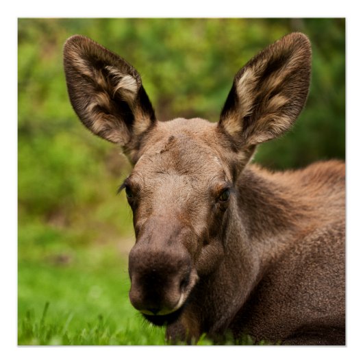 nieuwsgierig Moose Perfect Poster (Voorkant)