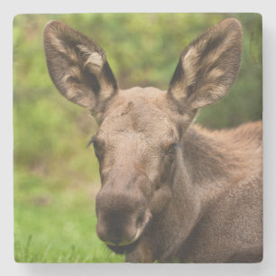 nieuwsgierig Moose Stenen Onderzetter