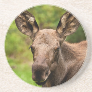 nieuwsgierig Moose Zandsteen Onderzetter