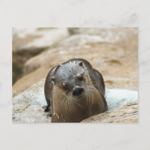 nieuwsgierig Otter Briefkaart