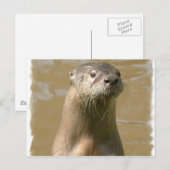 nieuwsgierig Otter-Briefkaart Briefkaart (Voorkant / Achterkant)