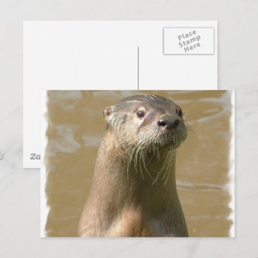 nieuwsgierig Otter-Briefkaart Briefkaart (Voorkant / Achterkant)