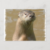 nieuwsgierig Otter-Briefkaart Briefkaart (Voorkant)