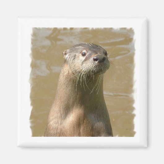 Nieuwsgierig Otter vierkante magneet (Voorkant)