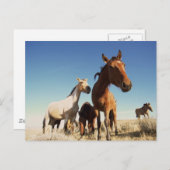 nieuwsgierig paard briefkaart (Voorkant / Achterkant)