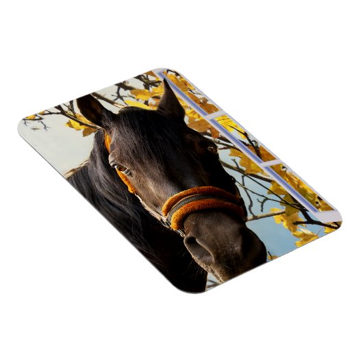 Nieuwsgierig paard dat door het keukenvenster kijk magneet (Rechterzijde)