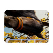 Nieuwsgierig paard dat door het keukenvenster kijk magneet (Horizontaal)