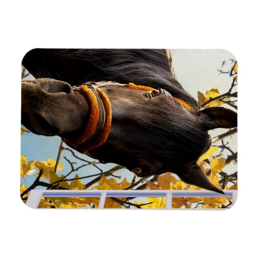 Nieuwsgierig paard dat door het keukenvenster kijk magneet (Horizontaal)