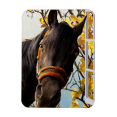 Nieuwsgierig paard dat door het keukenvenster kijk magneet (Verticaal)