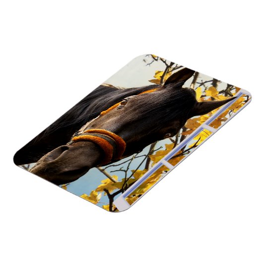 Nieuwsgierig paard dat door het keukenvenster kijk magneet (Linkerzijde)