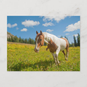 Nieuwsgierig paard in een Alpenweide in de zomer Briefkaart