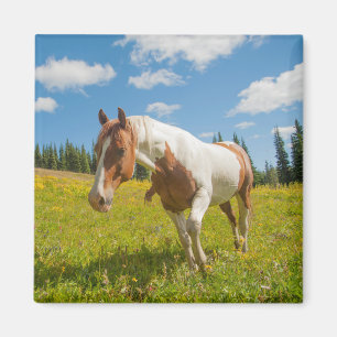 Nieuwsgierig paard in een Alpenweide in de zomer Magneet
