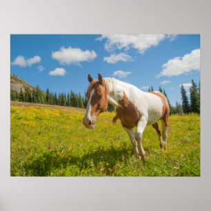 Nieuwsgierig paard in een Alpenweide in de zomer Poster