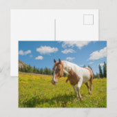 Nieuwsgierig paard in een alpiene weide in de zome briefkaart (Voorkant / Achterkant)