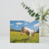 Nieuwsgierig paard in een alpiene weide in de zome briefkaart (Staand voorkant)