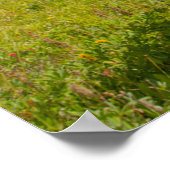 Nieuwsgierig paard in een alpiene weide in de zome poster (Hoek)