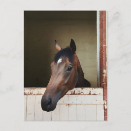 Nieuwsgierig Paard in Stal Rustieke Paardensport A Feestdagenkaart