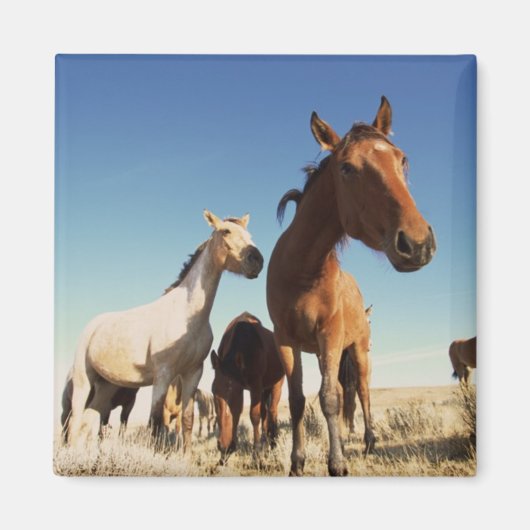 nieuwsgierig paard magneet (Voorkant)