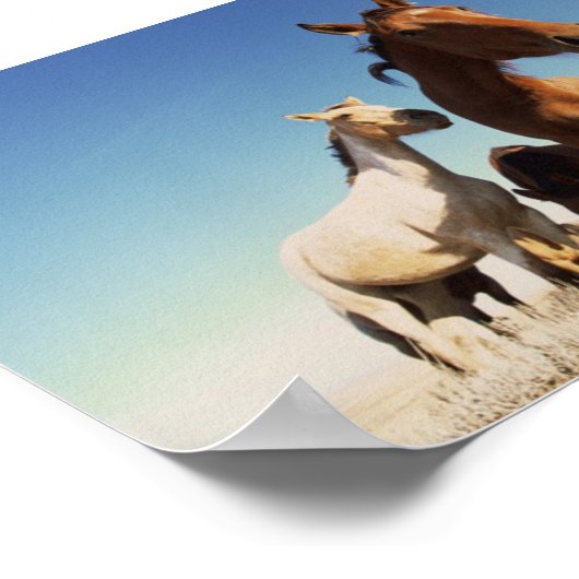 nieuwsgierig paard poster (Hoek)