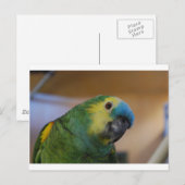 Nieuwsgierig papegaai briefkaart (Voorkant / Achterkant)