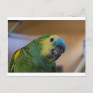 Nieuwsgierig papegaai briefkaart
