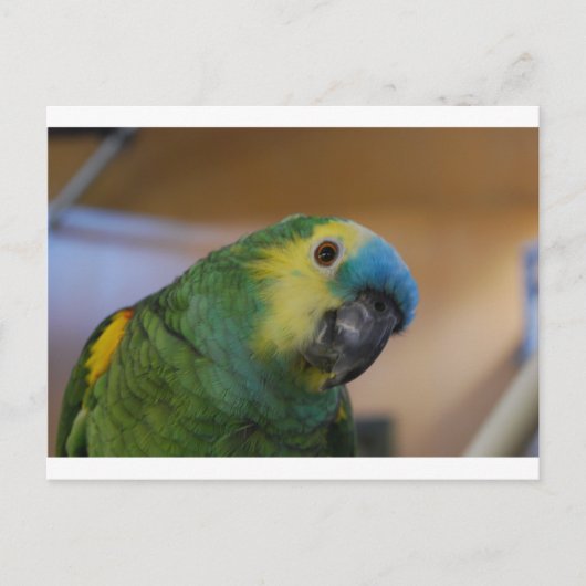 Nieuwsgierig papegaai briefkaart (Voorkant)