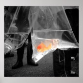 Nieuwsgierig Poster van goudvis/Afbeelding (Voorkant)