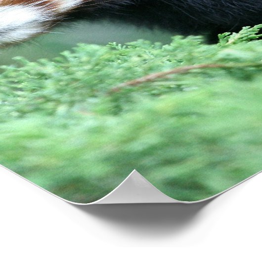 Nieuwsgierig Poster van Red Panda (Hoek)