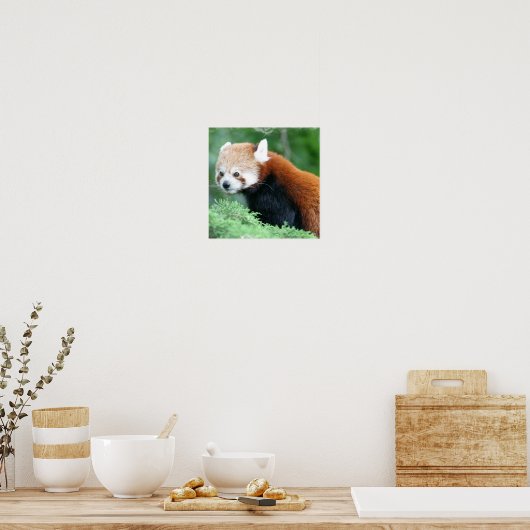 Nieuwsgierig Poster van Red Panda (Keuken)
