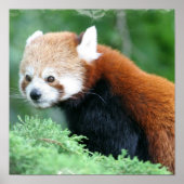 Nieuwsgierig Poster van Red Panda (Voorkant)