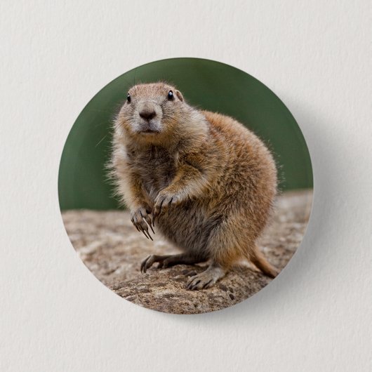 Nieuwsgierig Prairie Dog Badge Ronde Button 5,7 Cm (Voorkant)