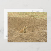 nieuwsgierig Prairie Dog Briefkaart (Voorkant / Achterkant)