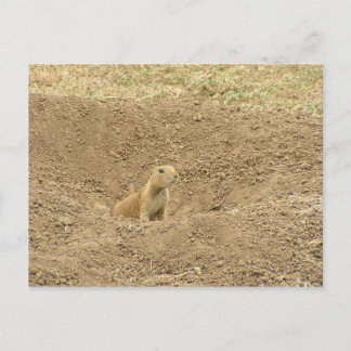 nieuwsgierig Prairie Dog Briefkaart