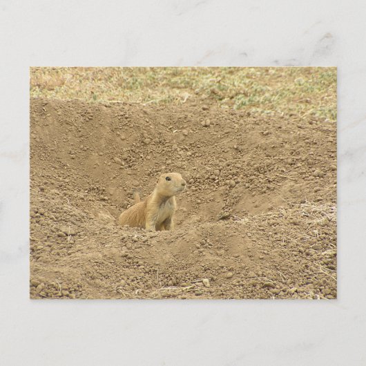 nieuwsgierig Prairie Dog Briefkaart (Voorkant)