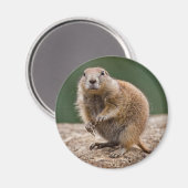 Nieuwsgierig Prairie Dog Magnet (Voorkant / Achterkant)