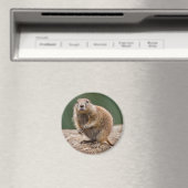 Nieuwsgierig Prairie Dog Magnet (Insitu (Vaatwasser))