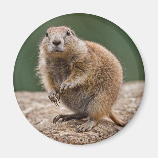 Nieuwsgierig Prairie Dog Magnet (Voorkant)