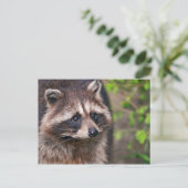 nieuwsgierig Raccoon Briefkaart (Staand voorkant)