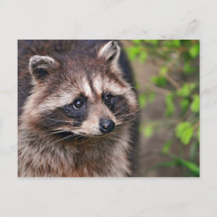 nieuwsgierig Raccoon Briefkaart