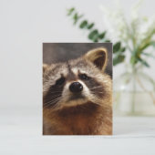 nieuwsgierig Raccoon Briefkaart (Staand voorkant)