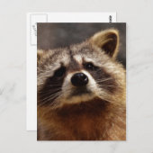nieuwsgierig Raccoon Briefkaart (Voorkant / Achterkant)